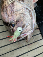 Dhufish on octopus jig lure